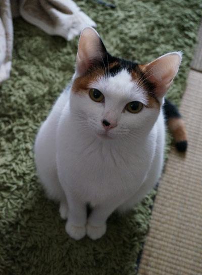 2013021001