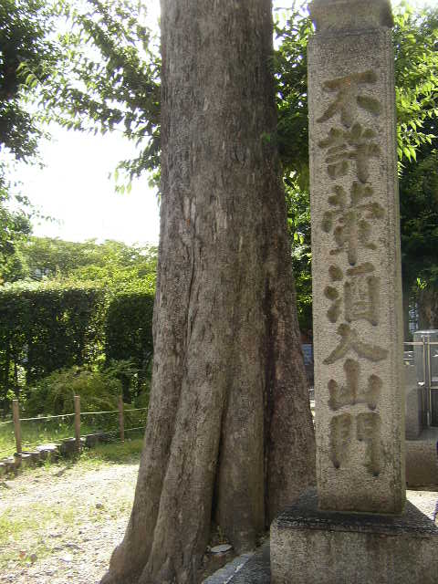 神木