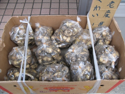 養老のくわい