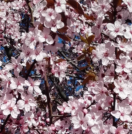 満開のヤマザクラの花
