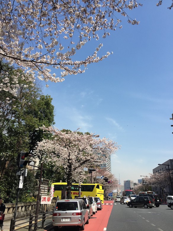 靖国神社前 桜