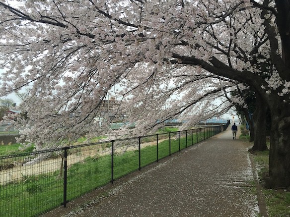 桜巡り2015