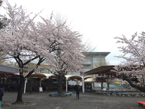 桜巡り2015 京王閣