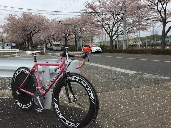桜巡り2015