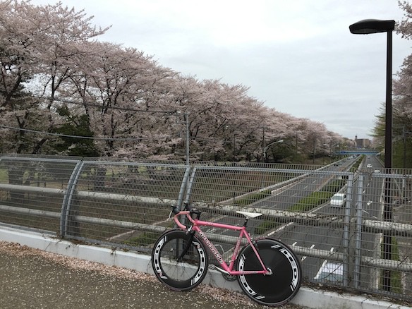 桜巡り2015
