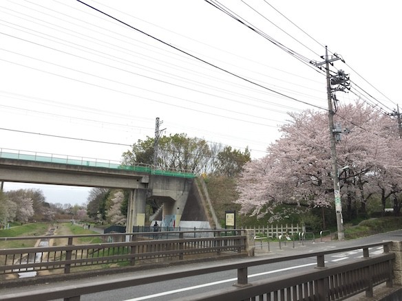 桜巡り2015 野川