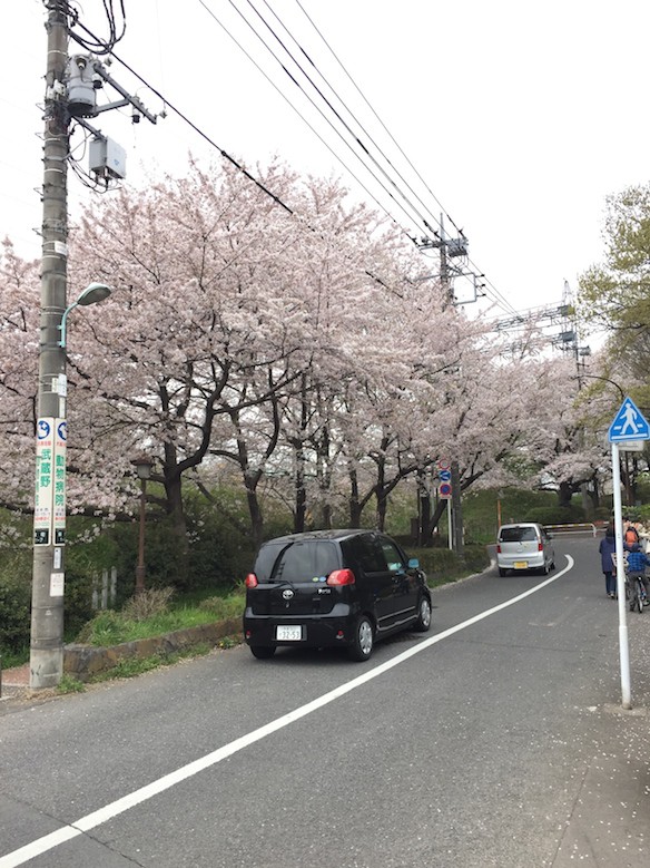 桜巡り2015 野川