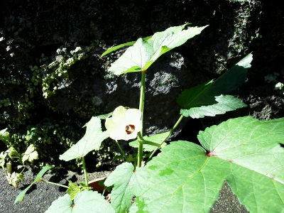 我が家のオクラの花
