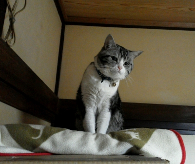 こきち