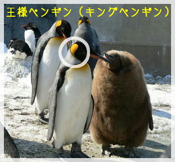 皇帝ペンギン Emperor Penguin の食事 名古屋港水族館 ずぶろぐ Zooblog 動物園の動画ブログ