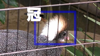カンムリセイラン Crested Argus ズーラシア Hd 7p ずぶろぐ Zooblog 動物園の動画ブログ