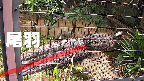 カンムリセイラン Crested Argus ズーラシア Hd 7p ずぶろぐ Zooblog 動物園の動画ブログ