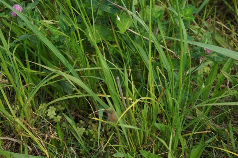 ノビル(Allium macrostemon) | Pseudo技術研究所