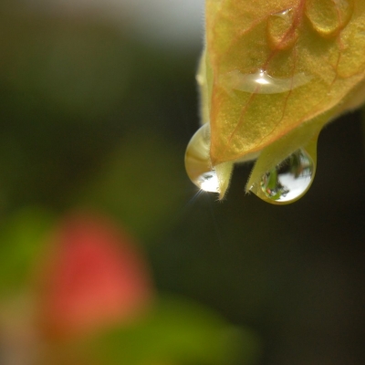 水玉光