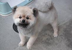 わんこ