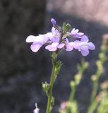 野の花