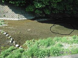 丸子川
