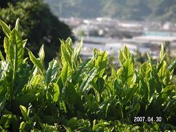 茶新芽