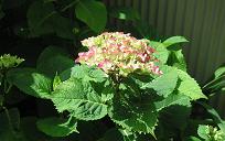 070526紫陽花