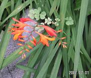 0701盆花