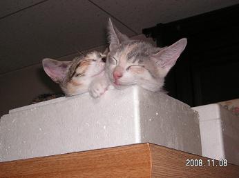 猫1
