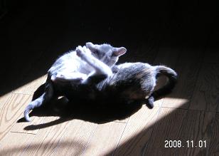 猫2