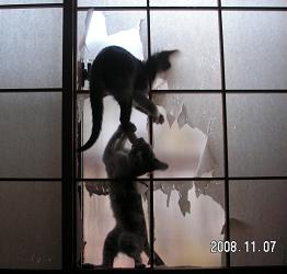 猫3
