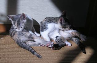 猫4