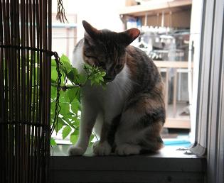 グリ