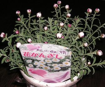 花かんざし