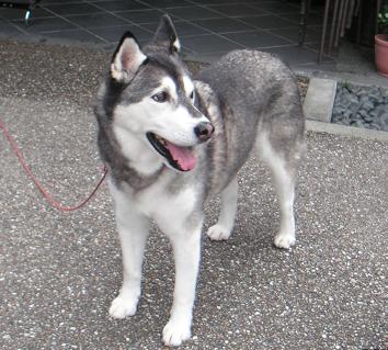 犬