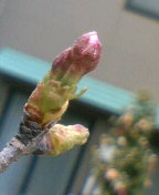 090325_0913~01.JPG