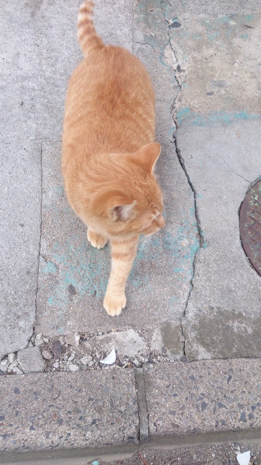 DSC_1514.jpg