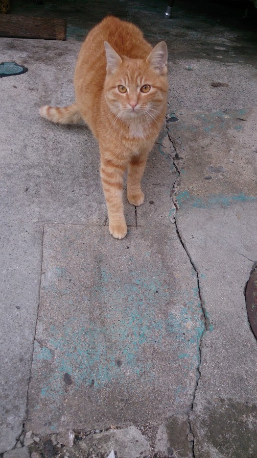 DSC_1517.jpg