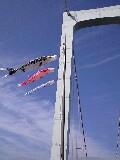 大橋の鯉のぼり