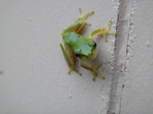 DSC01997.JPG