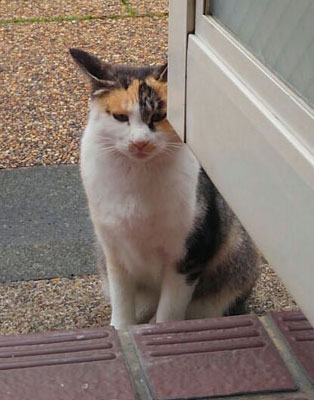 にゃんこ!