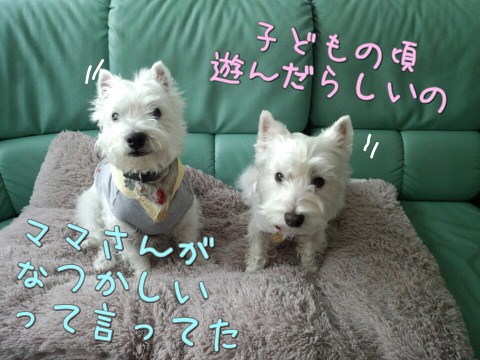 westie