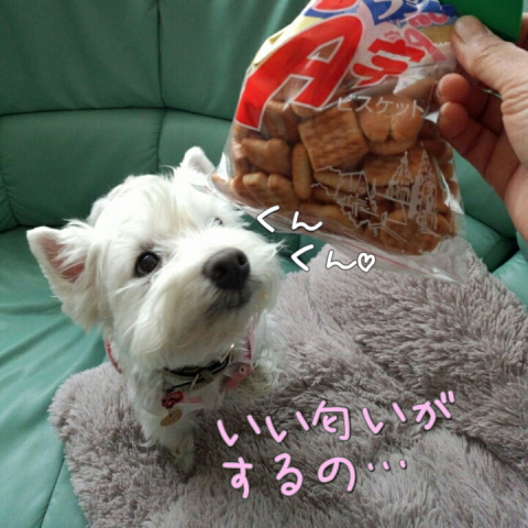westie