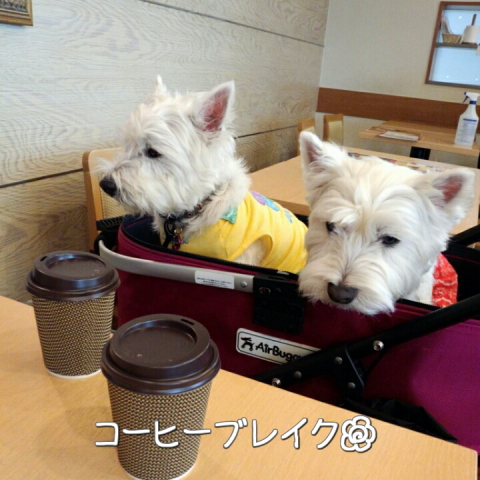 ¥¦¥¨¥¹¥Æ¥£