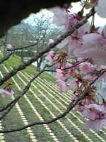 sakura