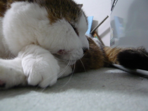 みーちゃん