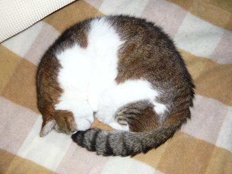 みーちゃん
