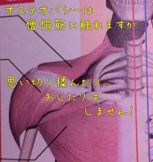 僧帽筋
