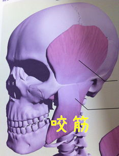咬筋