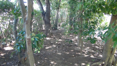 弁天公園5