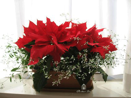 IMG_2661-xマス花 ◎1205.gif