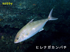 カンパチとヒレナガカンパチの見分け