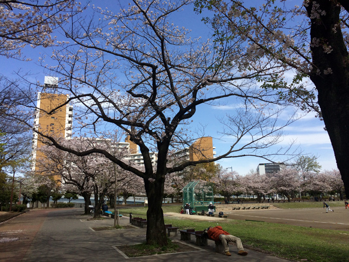 20170412_近所の桜_01.jpg
