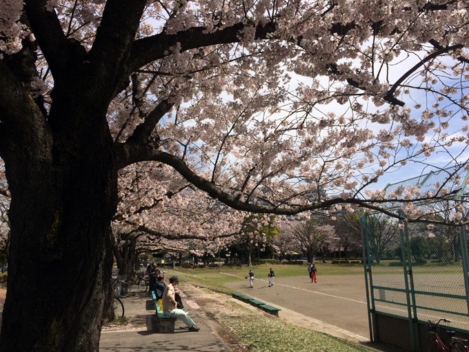 20170412_近所の桜_02.jpg